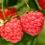 How to grow raspberries