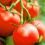 How to grow tomatoes