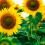 How to grow sunflowers