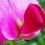 how to grow sweet peas