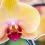 Orchidée