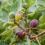 Des figues mûres et vertes dans la couronne de l'arbre du figuier