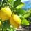 Des citrons mûrs sur des branches de citronniers poussant en pleine terre