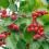Des baies rouges et des feuilles d’Aubépine épineuse Cratægus oxyacantha