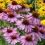Echinacea purpurea, die östliche lila Konflower, lila Konflower, Igel Konflower, oder Echinacea, ist eine nordamerikanische Art von Blütenpflanzen in der Familie Asteraceae. 