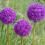 Allium planten