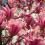 Un magnolia en pleine floraison dans un jardin