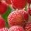 How to grow Lychee