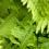 Boston Fern