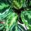 Calathea