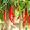 Chillies growing