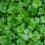Coriander growing