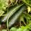 Courgettes growing
