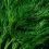 Dill