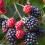 Nahaufnahme von Brombeeren, die am Strauch wachsen