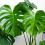 Monstera indoor plant growing