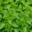Oregano