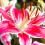 Lily (Lilium)