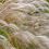 Pampasgras kweken en snoeien voor beginners | Ilovemygarden