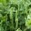 Peas growing