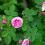 Rose in garden