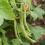 Runner beans growing