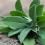 Sage
