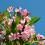 Oleander to prawdziwa ozdoba ogrodu i tarasu