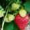 Strawberries growing