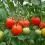 Homegrown Tomatoes