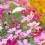 How to grow and care for Cosmos