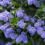 How to grow and care for Ceanothus