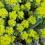 How to grow and care for Euphorbias