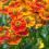 How to grow and care for Helenium