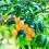 How to grow and care for mango trees