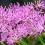 How to grow and care for Nerine bulbs