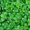 How to grow and care for peppermint plants