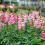 How to grow and care for Snapdragons
