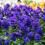 How to grow and care for Violas