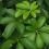 Umbrella Tree