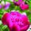 Pink Peony