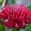 Waratah