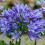 Agapanthus kweken - Culture agapanthus - I Love My Garden