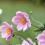How to grow and care for Anemone 