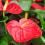 Anthurium