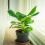 Bananenplant verzorging | Entretien des bananiers | I love the garden