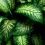 dieffenbachia