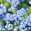 How to Grow and Care for Forget-Me-Not flowers