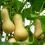 How to grow butternut squash 