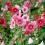How to grow and care for Hollyhocks | Love the Garden